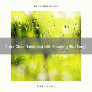 1 Enter Clear Rainforest with Shooting Bird Songs - Deep Rain Sampling