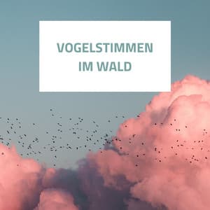 Vogelstimmen im Wald: Tiefe Entspannung, Zen Musik, Naturambiente - Schlaf Klang