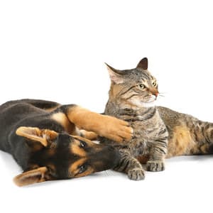 Pet Zen with Rainy Piano Keys - Piano Keys