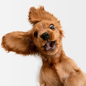 10 Sounds Dogs Love To Hear The Most - Sounds Dogs Love