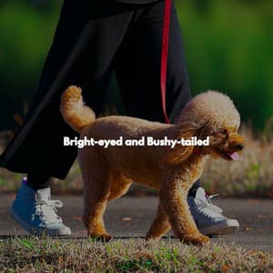 Bright-eyed and Bushy-tailed - Soft Dinner Music