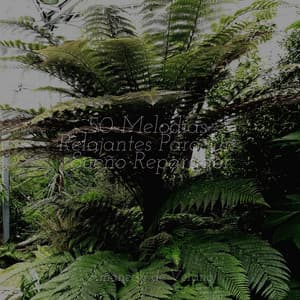 50 Melodías Relajantes Para Un Sueño Reparador - Música para Relajarse Profundamente