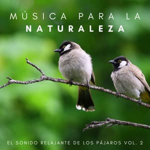 Música Para La Naturaleza: El Sonido Relajante De Los Pájaros Vol. 2 - Yoga & Meditación