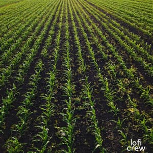 Weed Lofi - Lofi Chiller