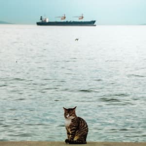 Beachside Cat Naps: Ocean Waves Purr - Relax My Cat