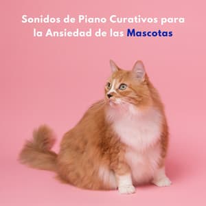 Sonidos De Piano Curativos Para La Ansiedad De Las Mascotas - Pequeño pianista