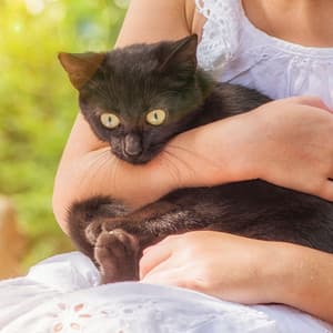 Nature's Melody for Pets: A Serene Binaural Symphony for Cherished Companions - Binaural Shapers