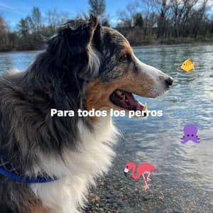 Para todos los perros - Manhattan Jazz Band
