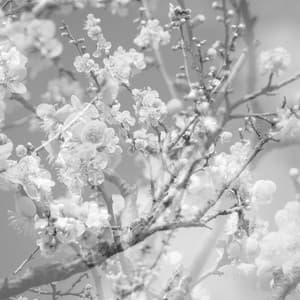 Hanamichi - The Final Studio Recording, Vol. II - Masabumi Kikuchi