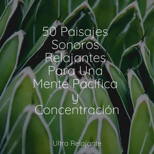 50 Paisajes Sonoros Relajantes Para Una Mente Pacífica y Concentración - Meditação Yoga