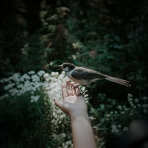 Birds and Forest Sounds for Stress Relief and Relaxation - Bird Sounds
