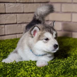 Binaural Tailwag: Chill Bird Soundscapes for Calming Dogs - Binauralidades