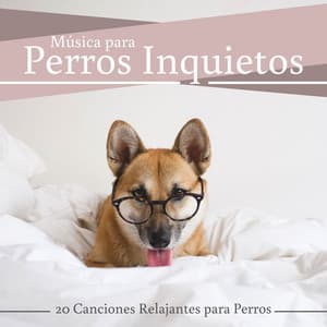 Música para Perros Inquietos: 20 Canciones Relajantes para Perros - Música Relajante para Perros