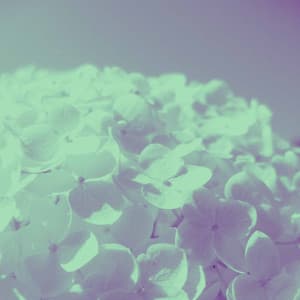 Scintillating Piano Bossa Duo - Background for Cinematic Melody - Montreal Jazz Duo