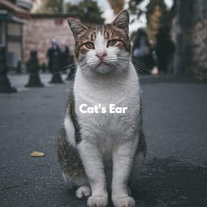 Cat's Ear - Cat Relax