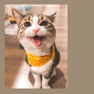 Backdrop for Kittens Playing - Distinguished Sax Jazz - Calm Cat Music