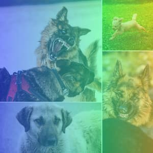 Tenor Sax Jazz - Ambiance for Playful Dogs - Dog Music Library