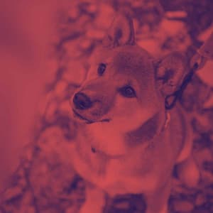 Music for Safe Doggies - Calm Dog Music