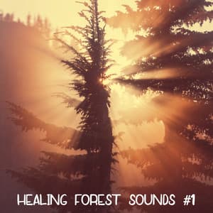 Healing Forest Sounds #1 - Nature Sounds