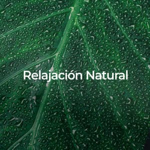 Relajación Natural: Música y Sonidos Para Dormir - Cascada de Lluvia