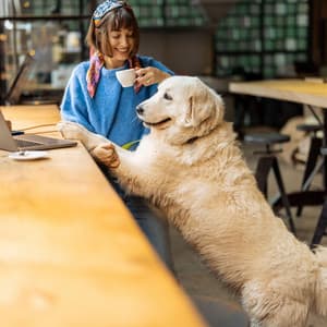 Coffee Break Dogs: Uplifting Jazz for Energetic Play - Jazz Music for Dogs