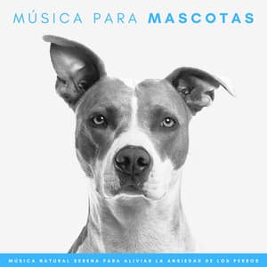 Música Para Mascotas: Música Natural Serena Para Aliviar La Ansiedad De Los Perros - Paraíso de los sonidos de la naturaleza
