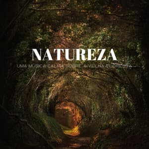 Natureza: Uma Música Calma Sobre A Velha Floresta - Ambiente