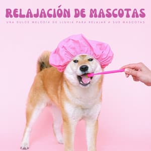 Relajación De Mascotas: Una Dulce Melodía De Lluvia Para Relajar A Sus Mascotas - Colectivo De Música Para Perros