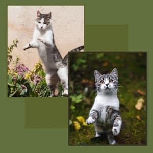 Mysterious Backdrop for Lonely Cat - For Cats Only