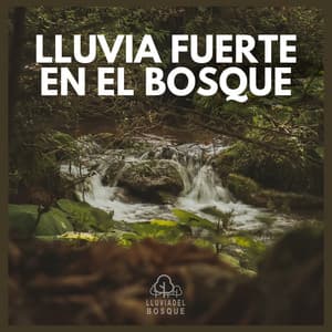 Lluvia Fuerte en el Bosque - Lluvia Del Bosque