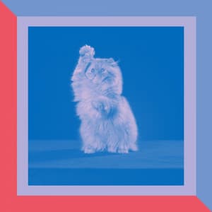 Backdrop for Calming for Cats - Bright Latin Music - Music for Resting Cats