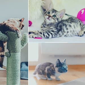 Backdrop for Classic with Cats - Soothing Cat Music