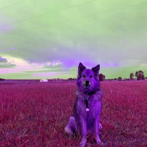 Majestic Guitar Jazz - Background for Doggy Day - Calming Dog Jazz Classics