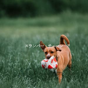 スランバー・チューン - Cooking Jazz