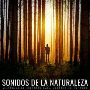 Sonidos De La Naturaleza: Sinfonías De Insectos Para Mejorar El Enfoque - Ambiente de naturaleza