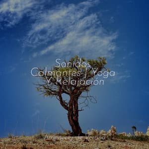 Sonidos Calmantes | Yoga Y Relajación - Meditación Maestro