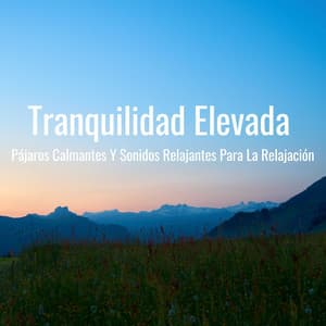 Tranquilidad Elevada: Pájaros Calmantes Y Sonidos Relajantes Para La Relajación - Sonidos De Pajaros