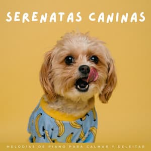 Serenatas Caninas: Melodías De Piano Para Calmar Y Deleitar - Relajación Piano