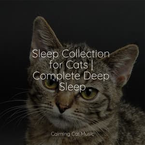 Sleep Collection for Cats | Complete Deep Sleep - Music For Cats