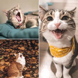 Music for Kitty Cats - Calming Music for Cats