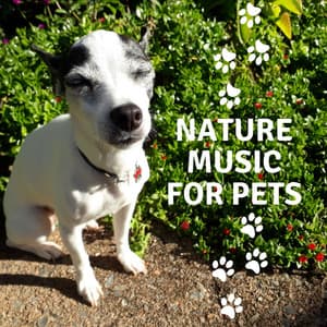 Nature Music for Pets: Birds, Water Sounds, Forest, Wind - Pet Music Academy