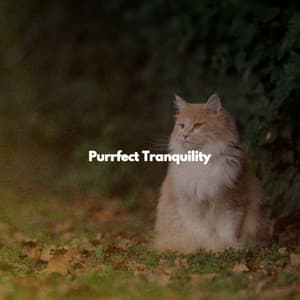 Purrfect Tranquility - Gentle Jazz Lovers Orchestra