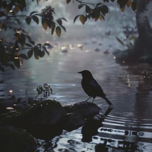 Tranquil Night: Binaural Nature Birds and Creek for Sleep - Sleep Dimension