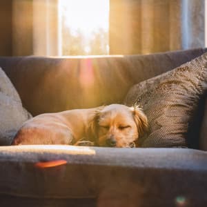 Comodidad De Mascotas: Armonías Para Compañeros - Viaje Sonoro