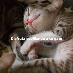 Disfruta cepillando a tu gato - Calming Instrumental Jazz Ambiance