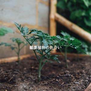 観葉植物の色合い - Morgen Jazz