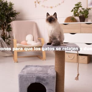 Canciones para que los gatos se relajen y duerman - Monday Morning Jazz Playlist