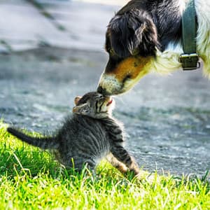 Ambient Rainscapes: Relaxing Nature Pet Music - Relax Rain