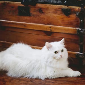 Syncopated Jazz Harmony: Harmonious Sounds for Cat Serenity - Paris Cafe Jazz