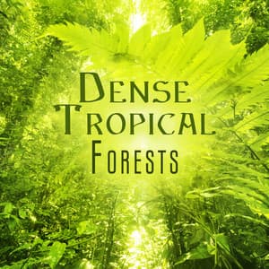 Dense Tropical Forests: Undisturbed Pure Nature, Genuinely Relaxing Nature Music - Nature Sounds Paradise